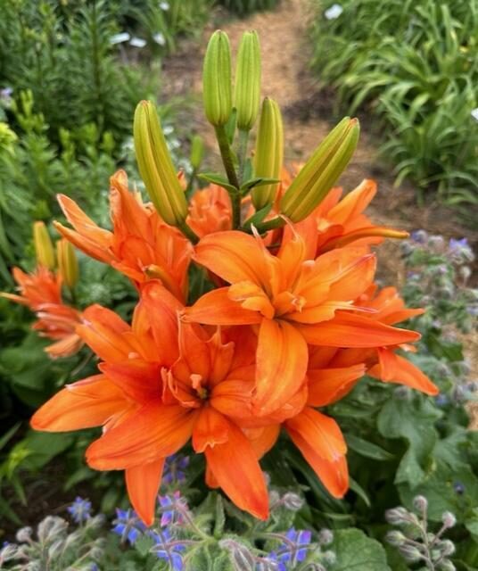 Scoubidou ( Āzijas lilijas hibrīds) 